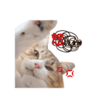 猫カフェキャッチーの日常（個別スタンプ：38）