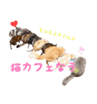 猫カフェキャッチーの日常（個別スタンプ：39）