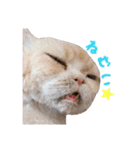 猫カフェキャッチーの日常（個別スタンプ：40）