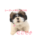 シーズー×狆ミックスにこちゃん（個別スタンプ：1）