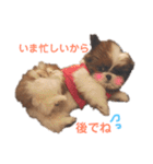 シーズー×狆ミックスにこちゃん（個別スタンプ：2）