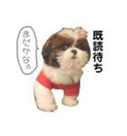 シーズー×狆ミックスにこちゃん（個別スタンプ：3）