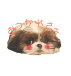 シーズー×狆ミックスにこちゃん（個別スタンプ：4）