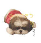シーズー×狆ミックスにこちゃん（個別スタンプ：6）