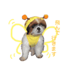 シーズー×狆ミックスにこちゃん（個別スタンプ：7）