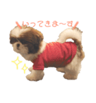シーズー×狆ミックスにこちゃん（個別スタンプ：8）