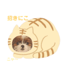 シーズー×狆ミックスにこちゃん（個別スタンプ：9）