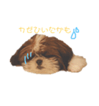 シーズー×狆ミックスにこちゃん（個別スタンプ：10）