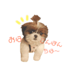 シーズー×狆ミックスにこちゃん（個別スタンプ：11）