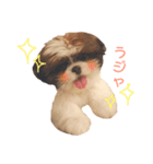 シーズー×狆ミックスにこちゃん（個別スタンプ：12）