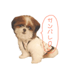 シーズー×狆ミックスにこちゃん（個別スタンプ：13）