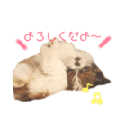 シーズー×狆ミックスにこちゃん（個別スタンプ：14）