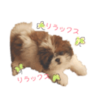 シーズー×狆ミックスにこちゃん（個別スタンプ：18）
