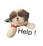 シーズー×狆ミックスにこちゃん（個別スタンプ：20）