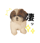 シーズー×狆ミックスにこちゃん（個別スタンプ：22）