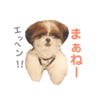 シーズー×狆ミックスにこちゃん（個別スタンプ：23）