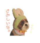 シーズー×狆ミックスにこちゃん（個別スタンプ：25）