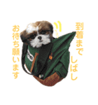 シーズー×狆ミックスにこちゃん（個別スタンプ：28）