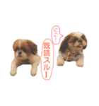シーズー×狆ミックスにこちゃん（個別スタンプ：30）