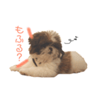 シーズー×狆ミックスにこちゃん（個別スタンプ：31）