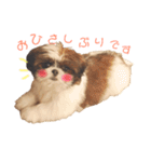シーズー×狆ミックスにこちゃん（個別スタンプ：32）