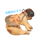 シーズー×狆ミックスにこちゃん（個別スタンプ：34）