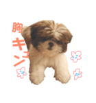 シーズー×狆ミックスにこちゃん（個別スタンプ：35）
