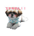 シーズー×狆ミックスにこちゃん（個別スタンプ：36）