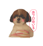 シーズー×狆ミックスにこちゃん（個別スタンプ：39）