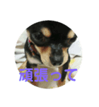 犬のとしおくん2（個別スタンプ：1）