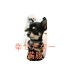 犬のとしおくん2（個別スタンプ：2）