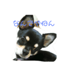 犬のとしおくん2（個別スタンプ：3）