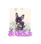 犬のとしおくん2（個別スタンプ：6）