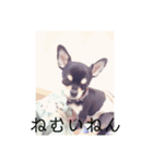 犬のとしおくん2（個別スタンプ：7）