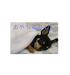 犬のとしおくん2（個別スタンプ：8）