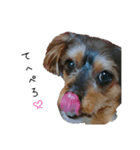 クッキーSAN.2（個別スタンプ：3）