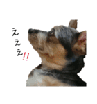 クッキーSAN.2（個別スタンプ：12）