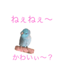 インコ: マメルリハのうにちゃん@1（個別スタンプ：1）