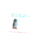 インコ: マメルリハのうにちゃん@1（個別スタンプ：2）
