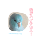 インコ: マメルリハのうにちゃん@1（個別スタンプ：3）