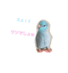 インコ: マメルリハのうにちゃん@1（個別スタンプ：4）