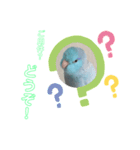 インコ: マメルリハのうにちゃん@1（個別スタンプ：6）