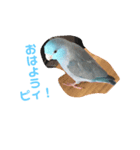 インコ: マメルリハのうにちゃん@1（個別スタンプ：7）
