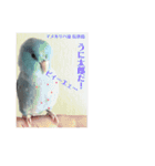 インコ: マメルリハのうにちゃん@1（個別スタンプ：8）