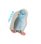 インコ: マメルリハのうにちゃん@1（個別スタンプ：9）
