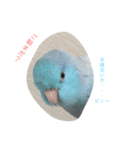 インコ: マメルリハのうにちゃん@1（個別スタンプ：10）