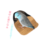 インコ: マメルリハのうにちゃん@1（個別スタンプ：11）