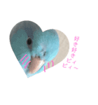 インコ: マメルリハのうにちゃん@1（個別スタンプ：13）