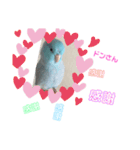 インコ: マメルリハのうにちゃん@1（個別スタンプ：15）