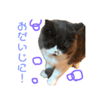 仲良し兄弟モコとグリPart4（個別スタンプ：13）